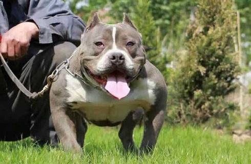 巴哥犬和斗牛犬的差异？