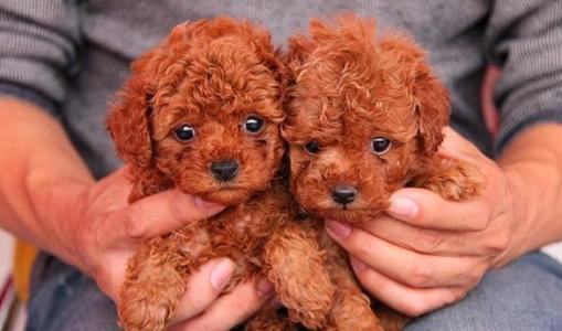 贵宾幼犬吃什么狗粮？贵宾幼犬吃什么好？