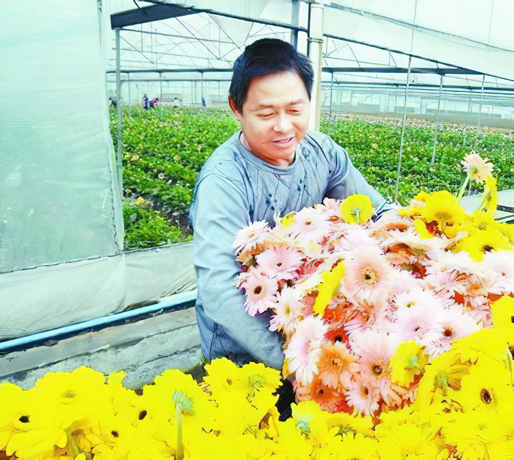 入夏以来，成都非洲菊产量上升销售迅速