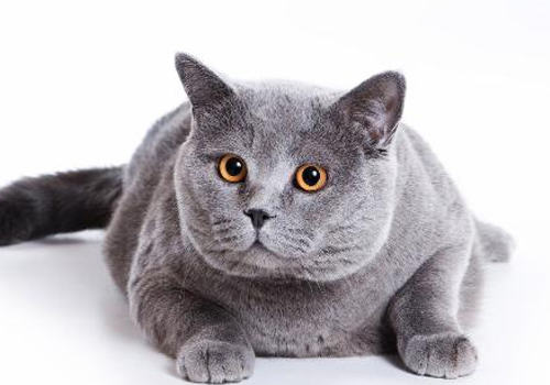 猫咪肠胃病的一些治疗误区