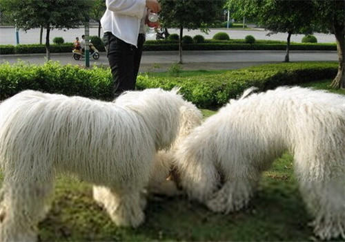 可蒙犬的性格特点