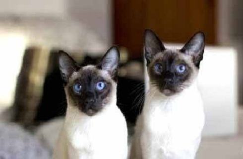 猫咪一直吃不胖怎么办?有什么好办法增胖。 猫咪一直吃不胖怎么办?有什么好办法增胖。