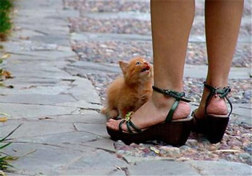 猫咪领养应做好哪些准备
