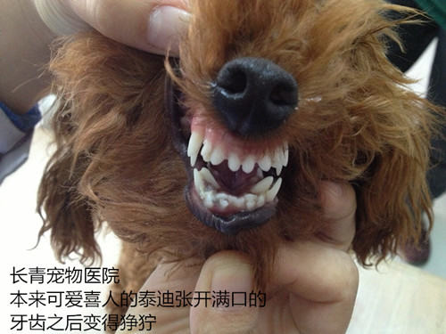 泰迪犬双排牙的危害