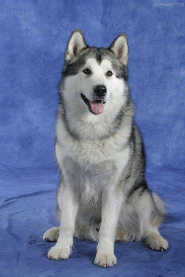 阿拉斯加犬产后护理注意事项