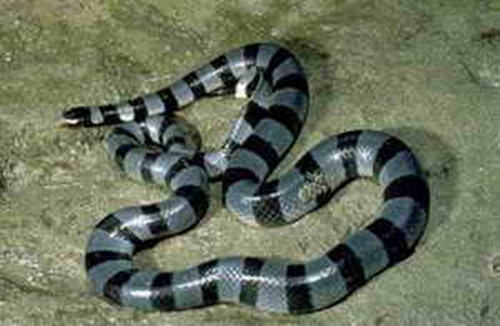 艾基特林海蛇的形态特征