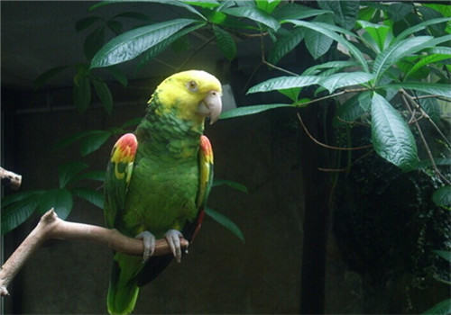 双黄头亚马逊鹦鹉的喂食要点