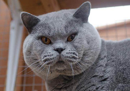 猫咪智商排行榜10种最聪明的猫