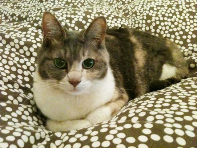 如何处理宠物猫跳上床的习惯