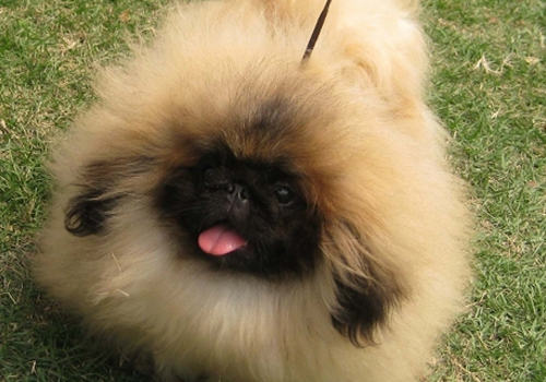 北京犬与京巴的区别