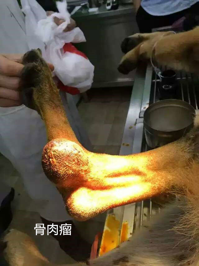 德国牧羊犬的骨肉瘤病例