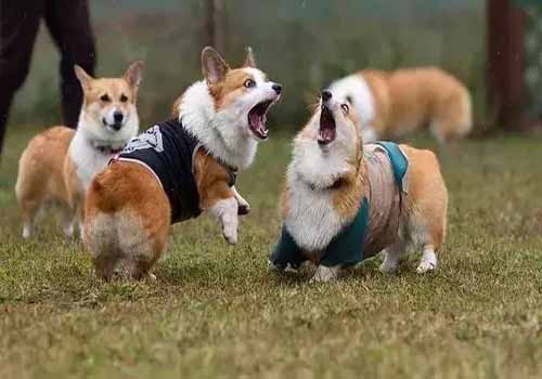 影响柯基犬价格的原因有哪些？