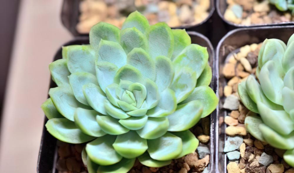冰梅月影 Echeveria .Rasberry ice