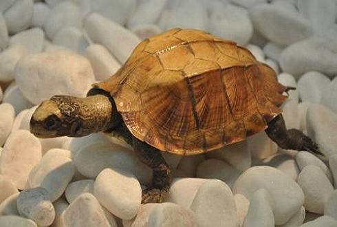 乌龟突然死了？乌龟暴毙原因分析