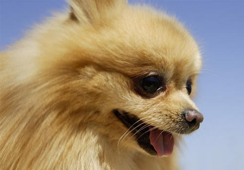 导致博美抽搐的几个原因 导致博美抽搐的几个原因