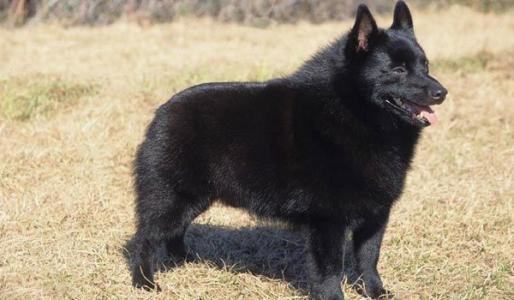 西帕凯犬多少钱一只？西帕凯犬价格