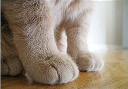 如何训练猫咪不抓人？