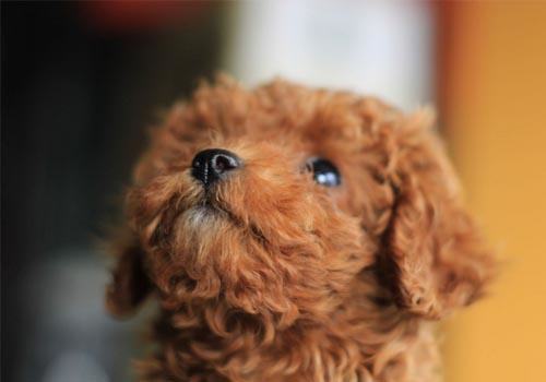 宠物夏季食欲不振怎么办？