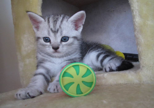 改善猫咪毛质的方法有哪些