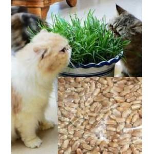 常见的猫草种类