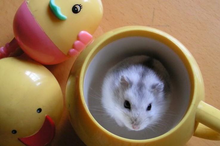 告诉你龙猫和仓鼠的区别