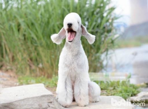 不掉毛的狗狗有哪些？这十大不掉毛的狗狗你知道吗？