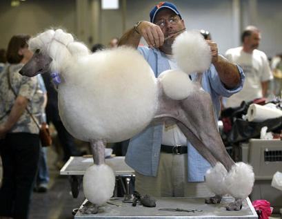关于选秀赛（Dog Show）的基础知识