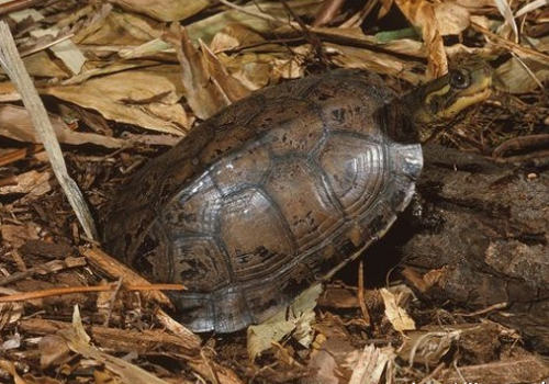 不同季节鳄龟的饲养要点 不同季节鳄龟的饲养要点
