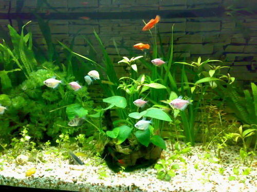 水质性鱼病的防治知识 水质性鱼病的防治知识