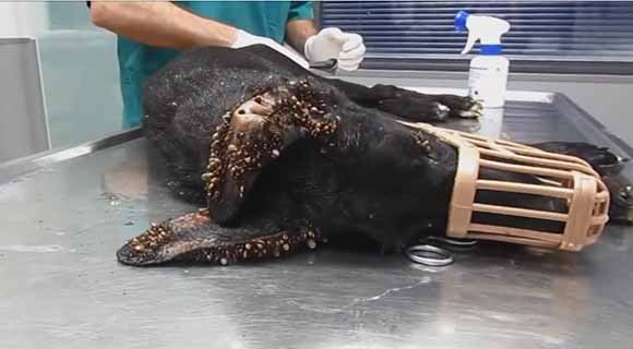 狗豆子怎么去除？如何杀死狗豆子