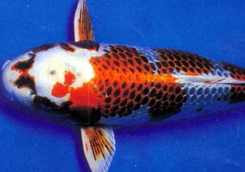 光写锦鲤饲养方法