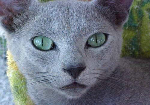 猫咪绦虫病的认知和防治