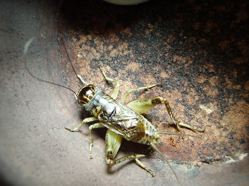 鸣虫选购的注意事项 鸣虫选购的注意事项