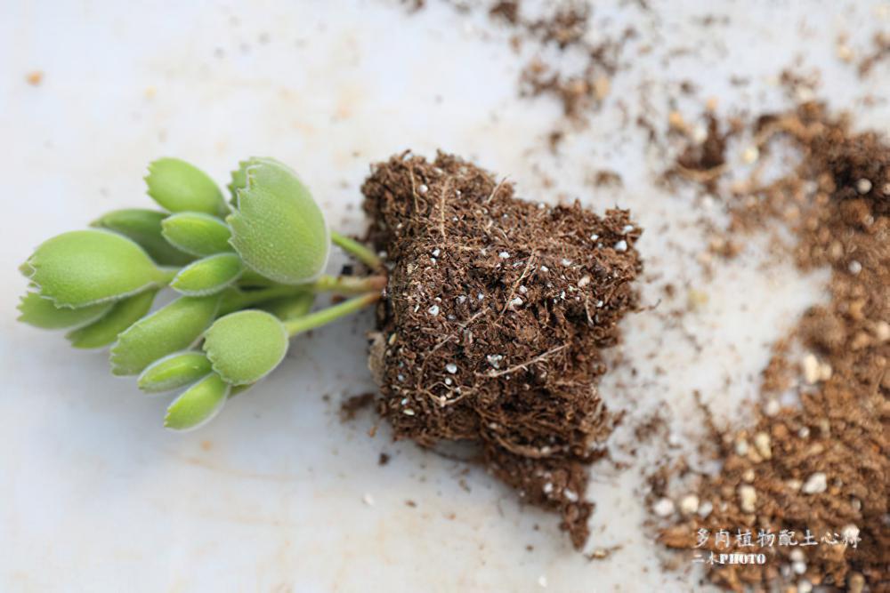 多肉达人二木的配土秘方，充分诠释了粗砂在配土中的重要性