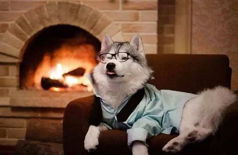 狗狗冬天应该穿衣服吗？狗狗穿衣服好不好？