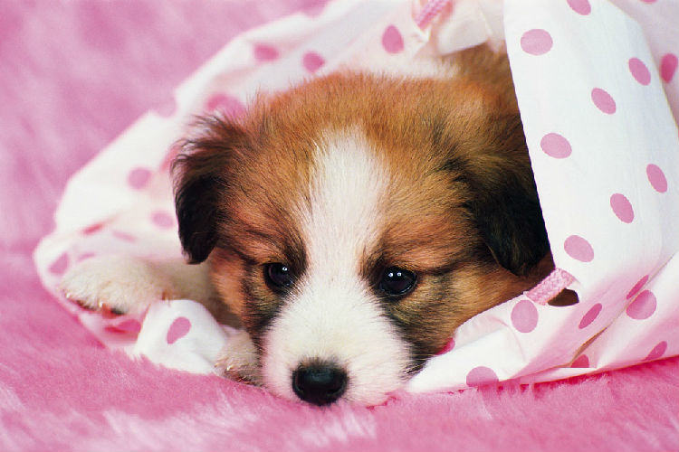 良好睡眠对狗狗的重要性