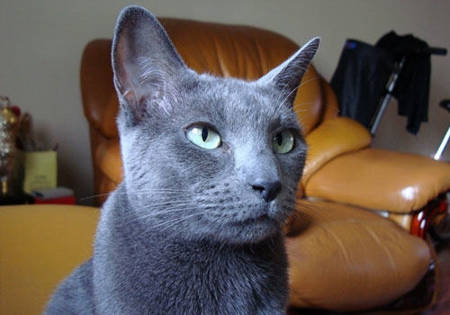 马耳他猫的家庭美容法