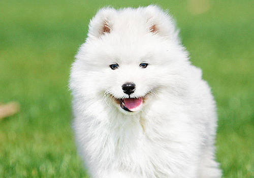 对狗狗有益的食物有哪些 对狗狗有益的食物有哪些