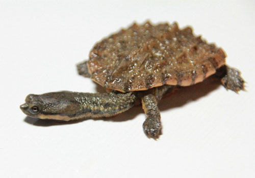 观赏龟养护之南美渔龟