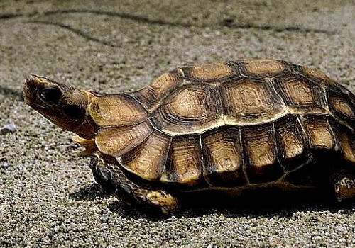 如何饲养一只长命的小龟 如何饲养一只长命的小龟