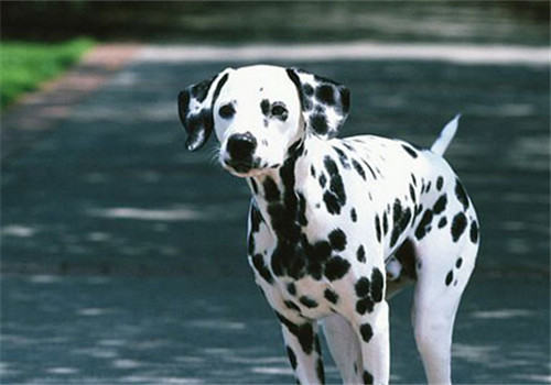 犬胃扭转的发病原因