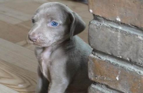威玛猎犬适合家养吗?魏玛猎犬介绍 威玛猎犬适合家养吗?魏玛猎犬介绍
