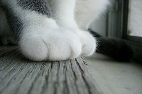 被猫咪抓了会得猫爪热吗？