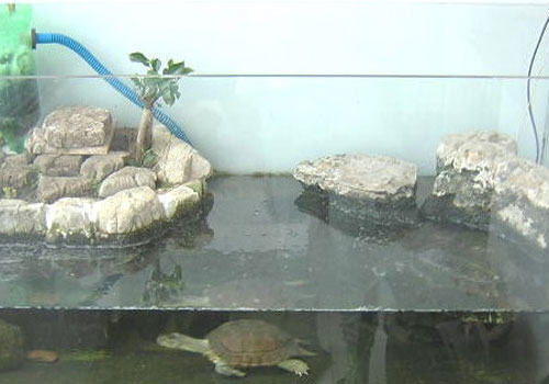 乌龟如何顺利度过夏天