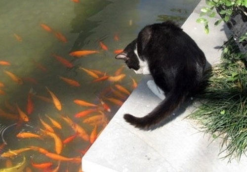 猫咪神奇技能:尾巴钓鱼？