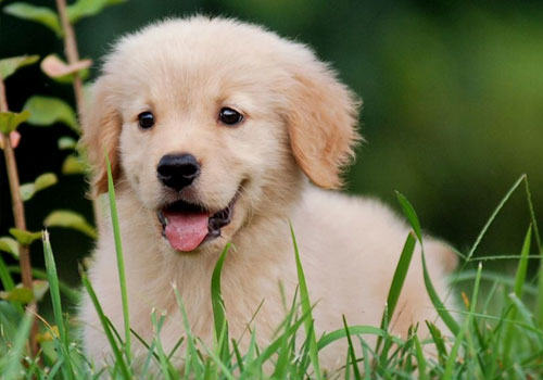 金毛犬怀孕了要注意什么？