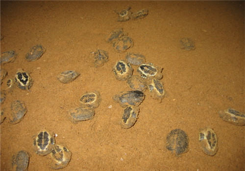 稚龟培育需要注意的问题 稚龟培育需要注意的问题