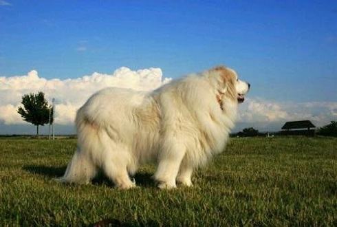 中国禁养犬种有哪些？大白熊犬为什么被禁养？