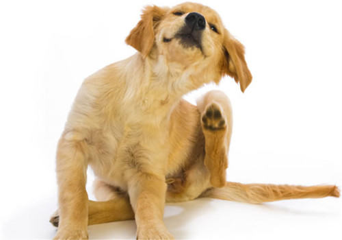 在家防治狗狗跳蚤的办法