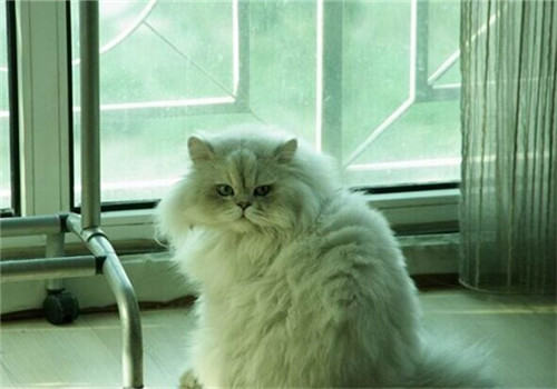 猫咪食欲差怎么办